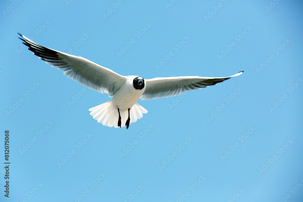 Flying seagulls, flying high in the blue sky Flying seagulls, flying high in the blue sky