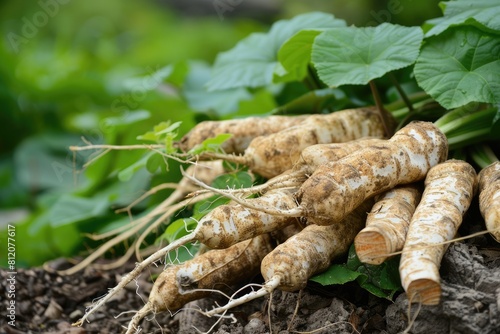 Wild Yam Root - Herbal Medicine with Natural Alternatives and Remedies from Mother Nature