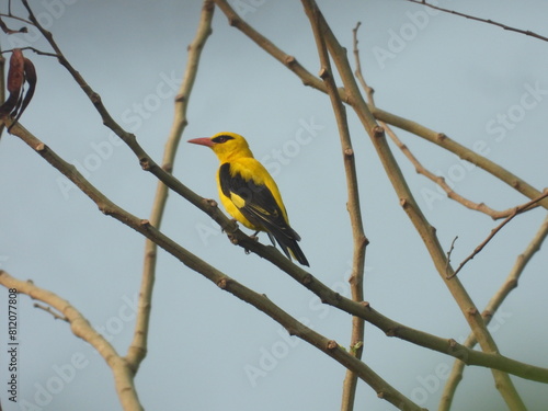 Indian golden oriole