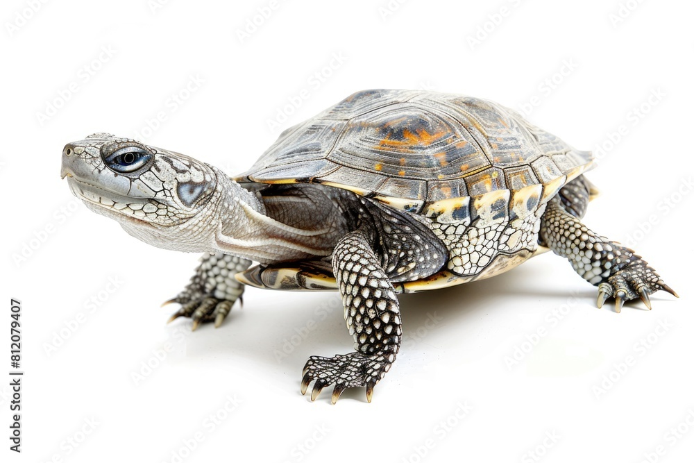 Fototapeta premium Ornate Diamondback Terrapin: Aquatic Fauna of America in Florida's Mangroves - Isolated on White