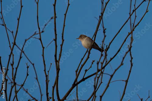 An Eastern Olivaceous warbler on a Tree Branch photo