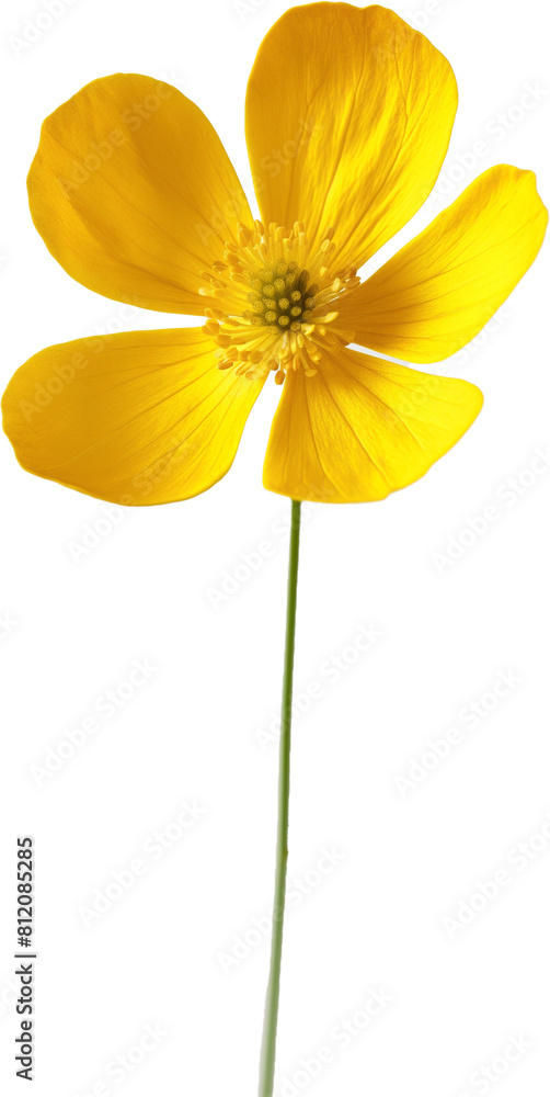 Obraz premium A bright yellow buttercup flower, close-up against a white background. 