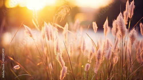 Soft focus of grass flowers with sunset light, peaceful and relax natural beauty © Fathur