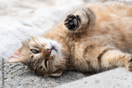 A stray cat is relaxing laying outside