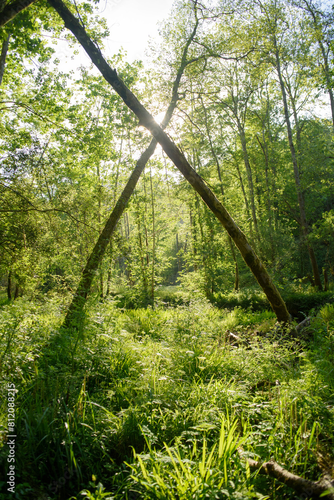 Obraz premium Troncos formando una x en bosque de Asturias