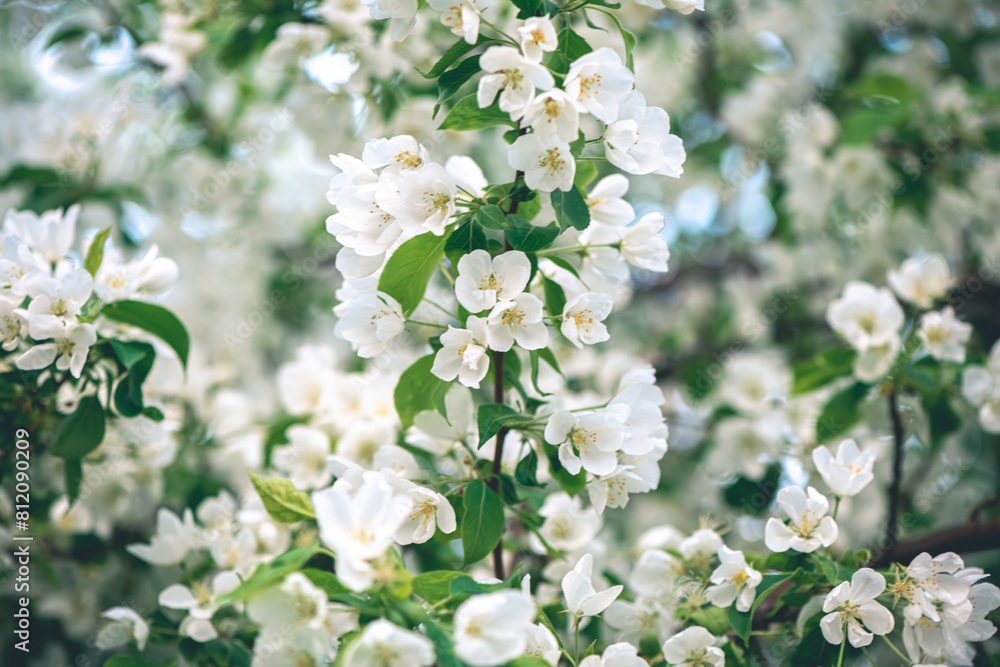 Fresh beautiful flowers of the apple tree blooming in the spring Fresh beautiful flowers of the apple tree blooming in the spring