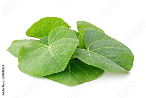 Guduchi: Fresh Green Medicinal Herb for Traditional Ayurveda Medicine. Macro Closeup of Tinospora photo