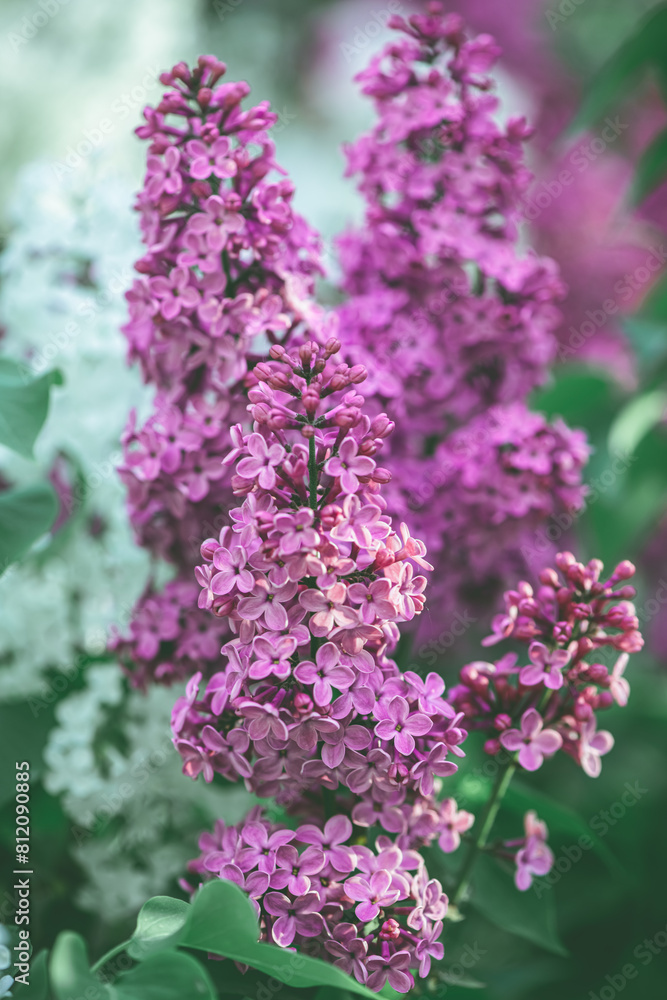 Obraz premium Beautiful pink lilac blooms in spring, spring, flowering