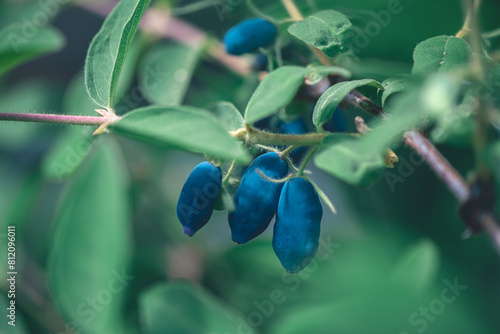 Ripe sweet blue honeysuckle berries or Lonicera caerulea or Haskap on the bush in spring garden