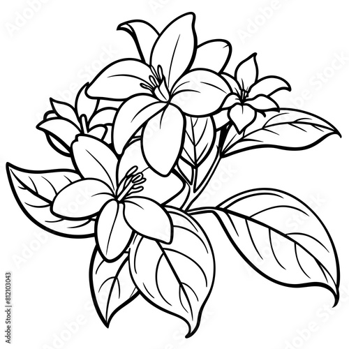 Jasmine flower outline coloring book page line art drawing vector illustration for children and adults