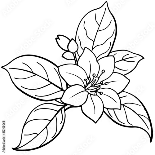 Jasmine flower outline coloring book page line art drawing vector illustration for children and adults