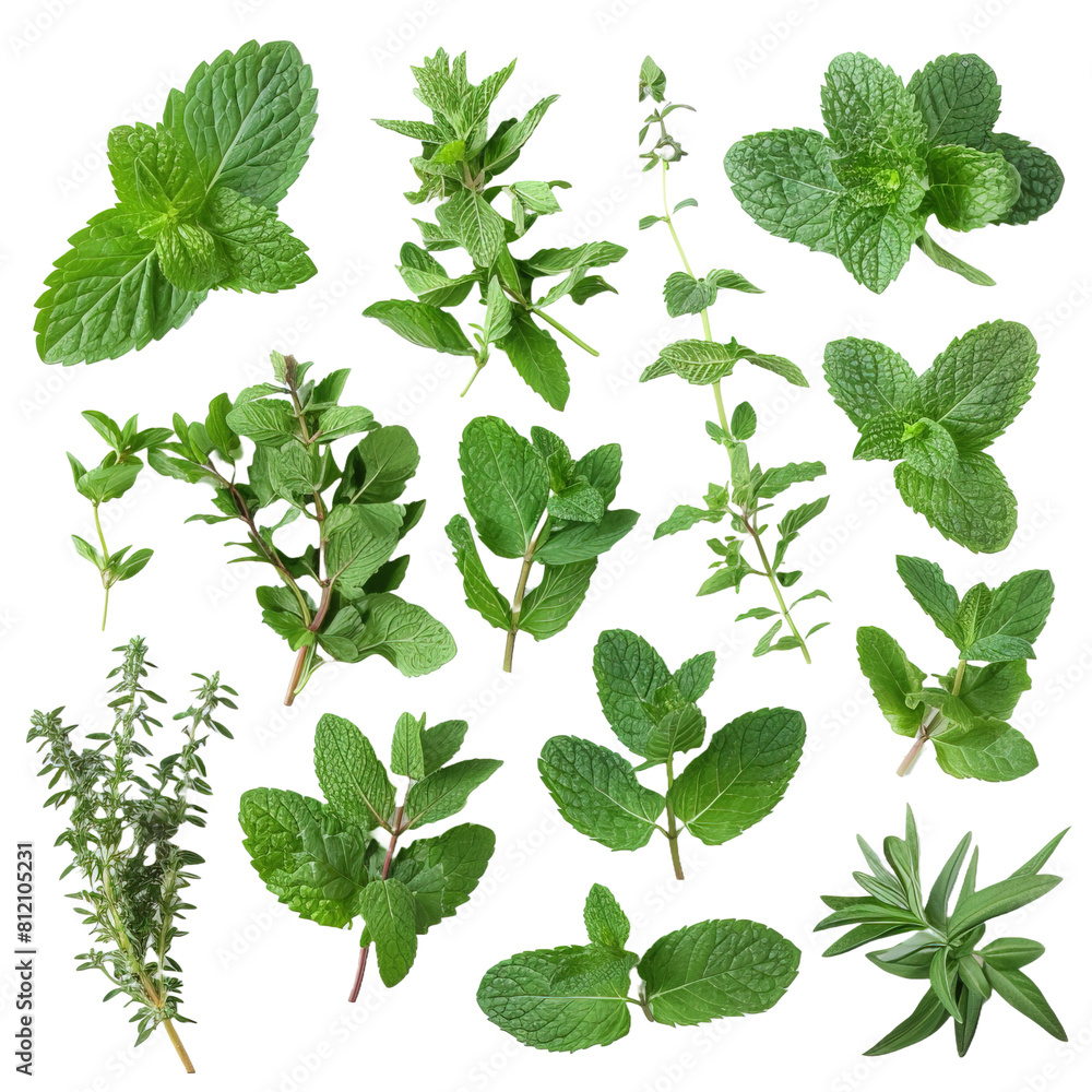 Assortment of aromatic mint leaves and branches on white background,png Assortment of aromatic mint leaves and branches on white background,png