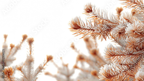 A tree with brown and white branches