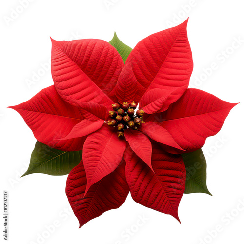 Red poinsettia flower isolated on black background.
