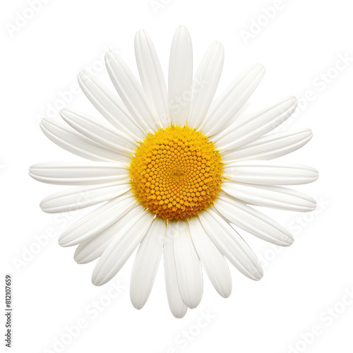 White daisy with yellow center isolated on black background. © DigiMingle 