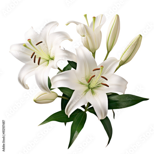 White lilies are the symbol of purity, they are also known for their beauty and fragrance.