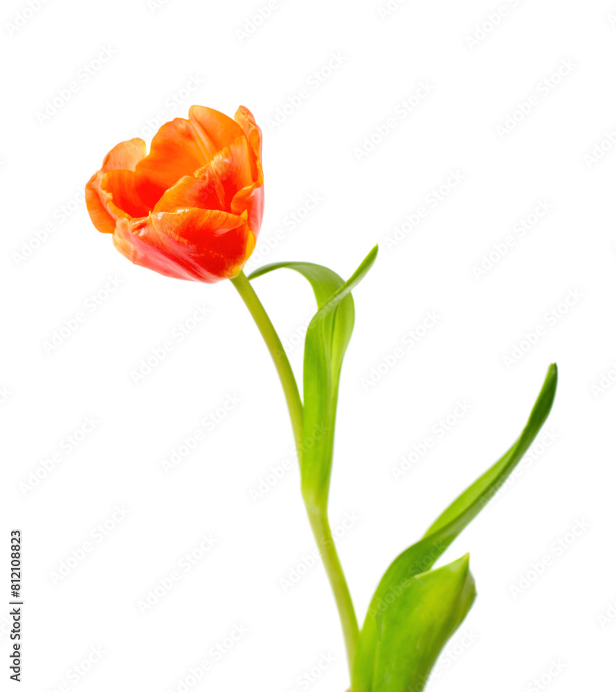 A single orange A single orange