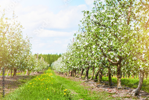 Blossoming Apple orchard. Apple trees in row in farm in spring time. Seedling nursery. Concept of spring sowing, agriculture, field work and technologies in agriculture.