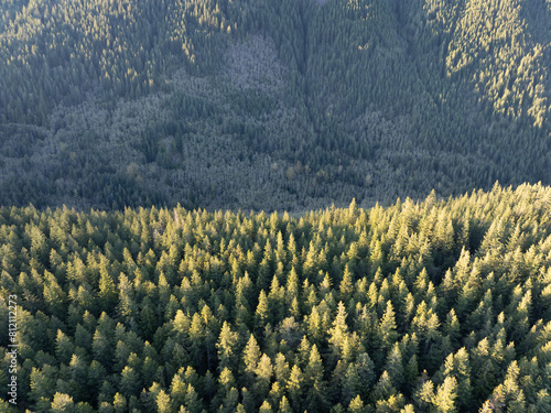 Sunlight illuminates a healthy Oregon forest in Mount Hood National Forest. The Pacific Northwest region is known for its vast forest resources.