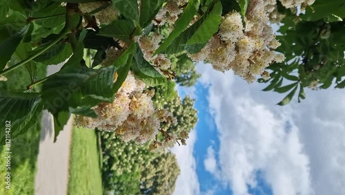 Baumann Horse Chestnut (Aesculus hippocastanum Baumannii). Horse chestnut baumannii in full bloom, large white inflorescences and leaves. Tree blooming in spring in the park. Floral background photo