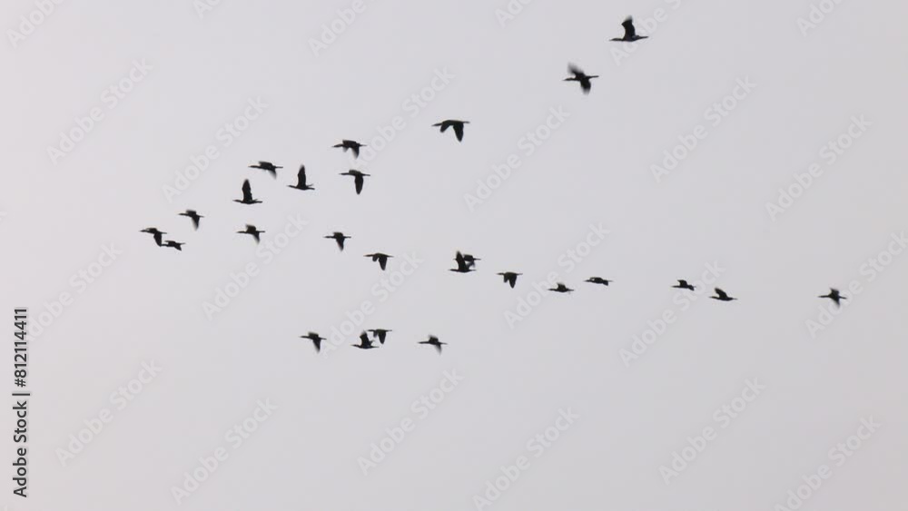 Flock of Pink-footed Geese in flight. A flock of migratory birds in the sky
Flock of Pink-footed Geese in flight. A flock of migratory birds in the sky