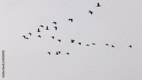 Flock of Pink-footed Geese in flight.  A flock of migratory birds in the sky
 photo