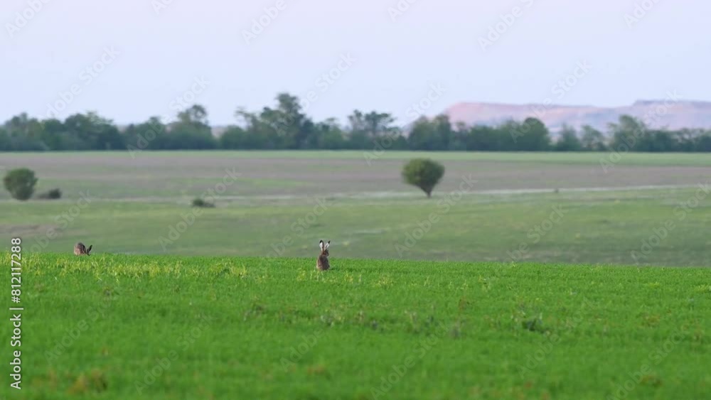 European hare Lepus europaeus, also known as the brown hare. Two hares in the wild in a field with their ears up, alert, run away. Slow motion. European hare Lepus europaeus, also known as the brown hare. Two hares in the wild in a field with their ears up, alert, run away. Slow motion.