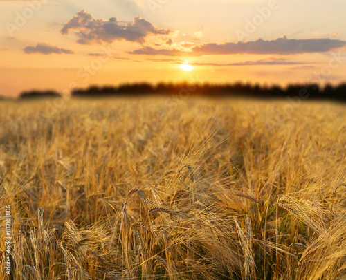 Field of ripening barley. Close up of barley ears. Sunrise or sunset time. Crop field