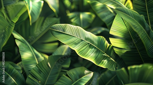 Green banana leaves background.