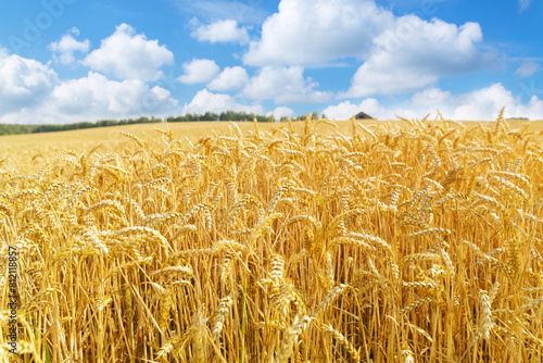 Field of wheat in sunny day.  Ripening wheat ears. Crops field. Rural landscape © Nitr