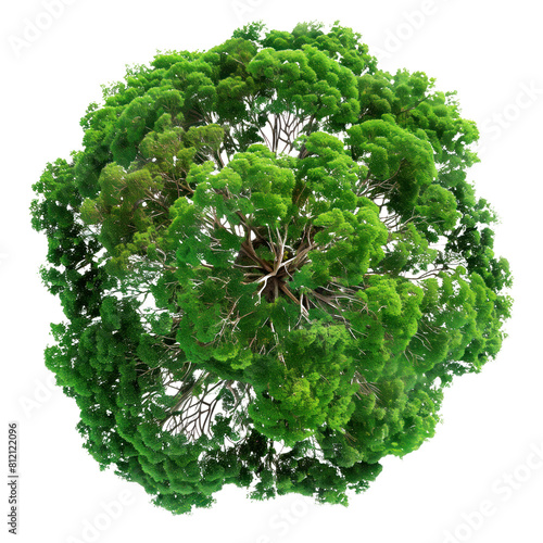 Top view of tree isolated on a white or transparent background. Autumn tree crowns from a bird's eye view in green tones. Graphic design element with a natural theme