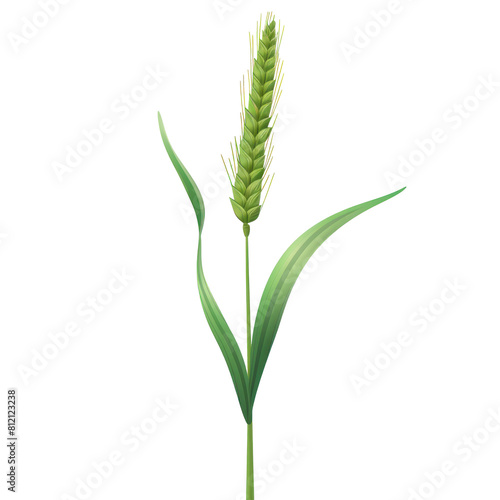 green wheat branch illustration isolated on transparent background