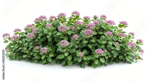 intricate 3d render of sedum spectabile bush with lush green leaves and delicate pink flowers photorealistic isolated on white photo