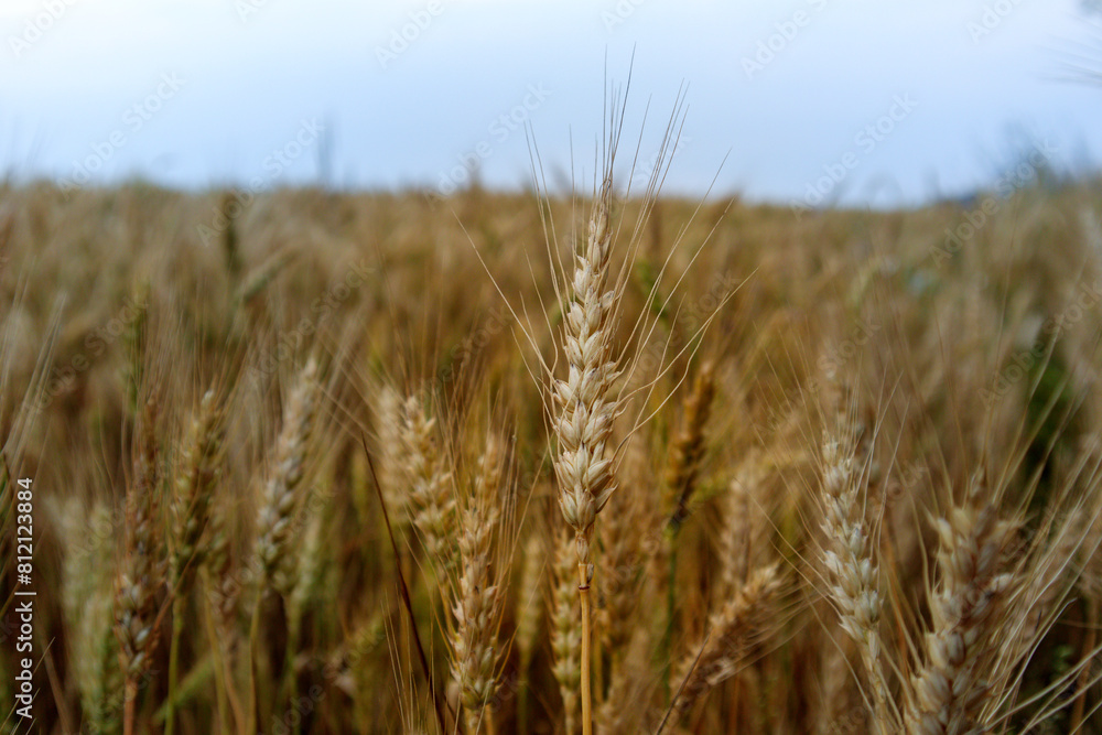 golden wheat field in summer golden wheat field in summer