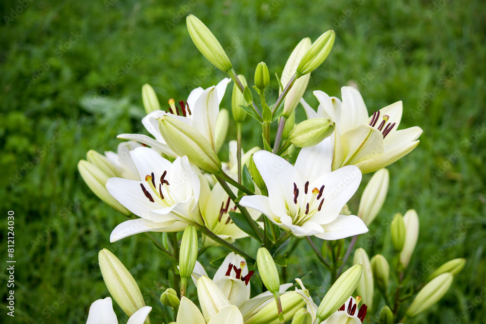 white lily flower in the garden
white lily flower in the garden