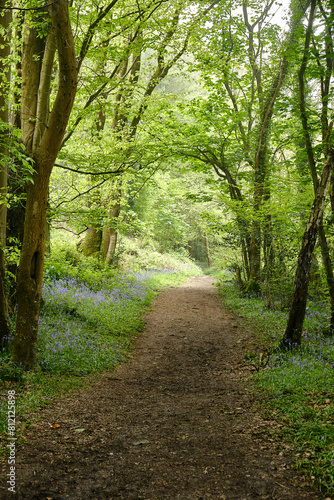 Bluebells in woodland