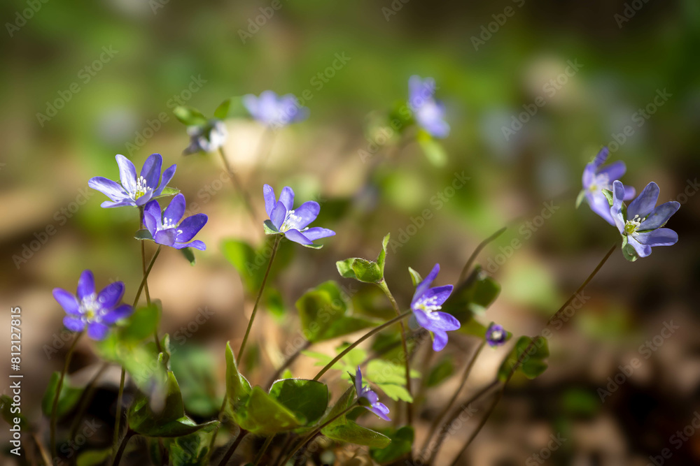 Spring primroses in a sunlit meadow. First spring flowers. Spring primroses in a sunlit meadow. First spring flowers.