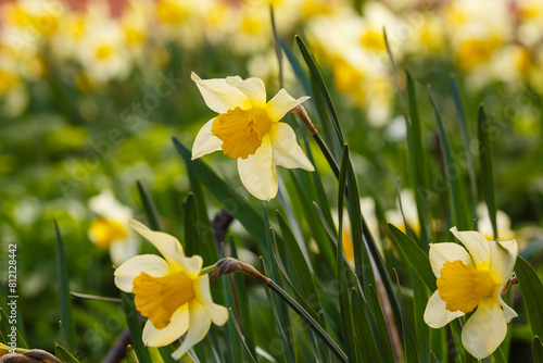 Narcissus flowers. Flower bed with drift yellow. Narcissus flower also known as daffodil, daffadowndilly, narcissus, and jonquil in springtime