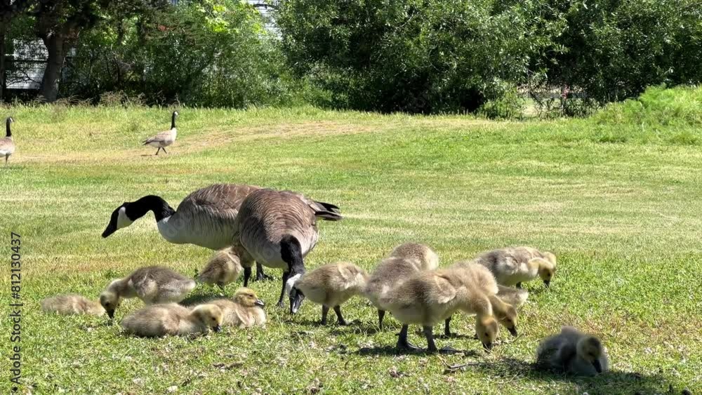 4K HD video of Canada Geese pair with goslings eating in a grassy area in a city park. Adults keeping watch for danger. One gosling limping due to leg injury.
