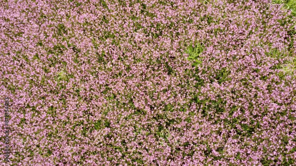 Drohne fliegt über Feld mit blühenden Roten Lichtnelken, Rotes Leimkraut, Wildblumenacker, Silene dioica, Luftaufnahme