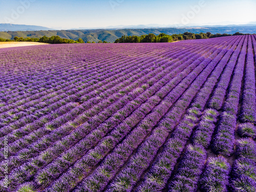 Lavender field in Provence France