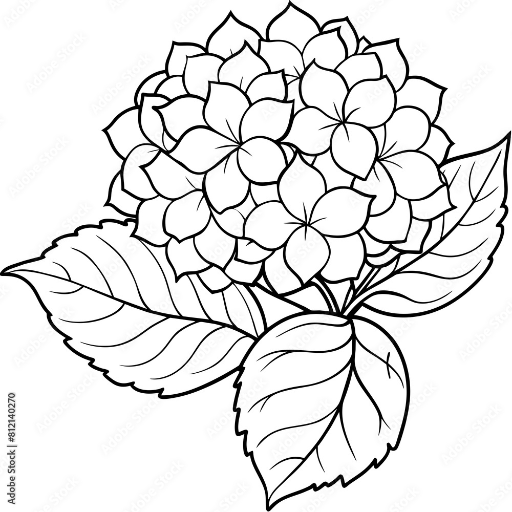 Hydrangea flower outline coloring book page line art drawing vector illustration for children and adults Hydrangea flower outline coloring book page line art drawing vector illustration for children and adults