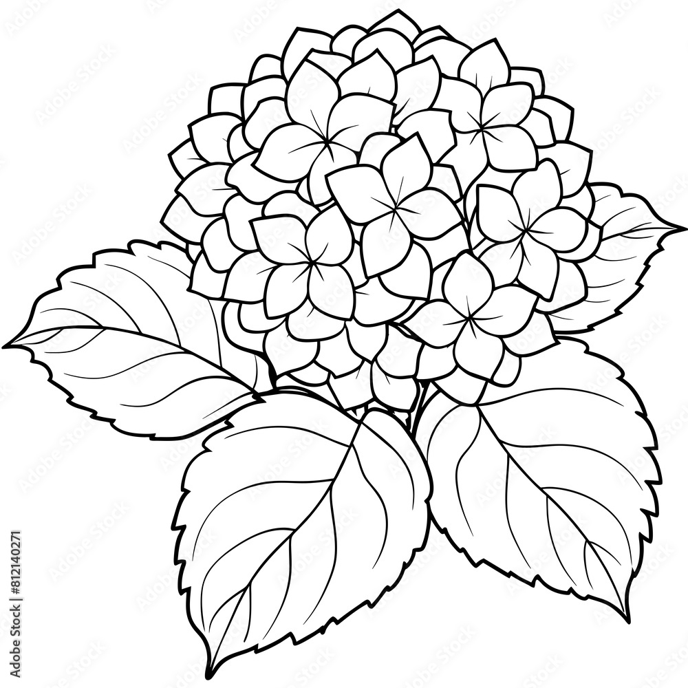 Hydrangea flower outline coloring book page line art drawing vector illustration for children and adults Hydrangea flower outline coloring book page line art drawing vector illustration for children and adults