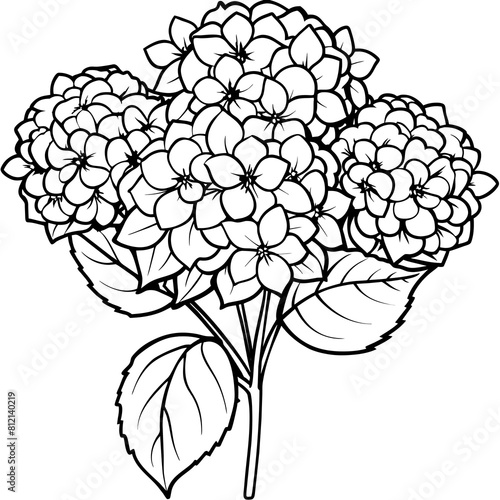 Hydrangea flower outline coloring book page line art drawing vector illustration for children and adults