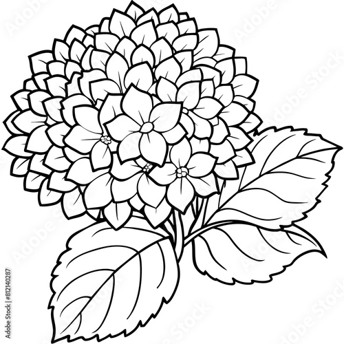 Hydrangea flower outline coloring book page line art drawing vector illustration for children and adults