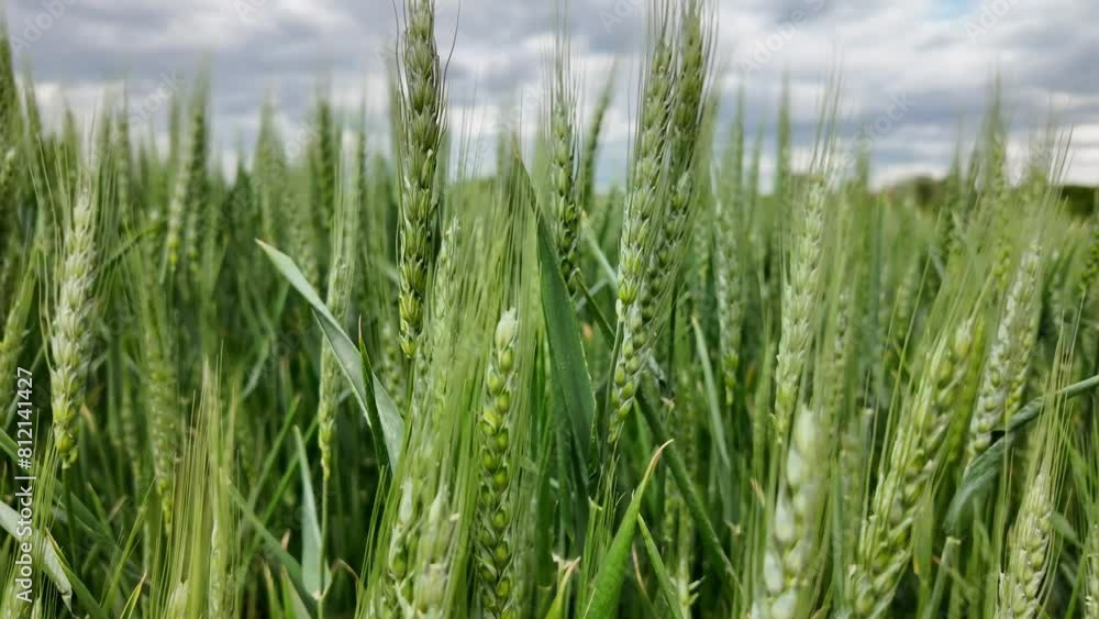 Lush green wheat field under cloudy sky, symbolizing agriculture, growth, and spring season, ideal for harvest and Earth Day themes Lush green wheat field under cloudy sky, symbolizing agriculture, growth, and spring season, ideal for harvest and Earth Day themes