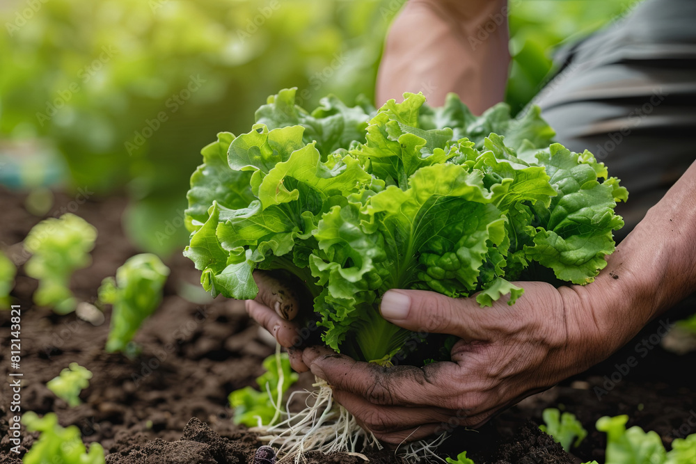 Farmer close-up holding and picking up green lettuce salad leaves with roots
Farmer close-up holding and picking up green lettuce salad leaves with roots