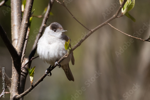 blackcap photo