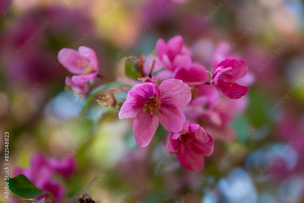Bright spring in Gomel park. Sun, flowers, alleys in flower beds in a city park. Bright spring in Gomel park. Sun, flowers, alleys in flower beds in a city park.