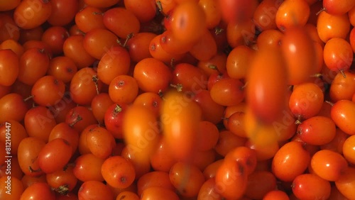 Hippophae, sea buckthorn, family Elaeagnaceae. Sandthorn, sallow thorn, or seaberry orange-yellow berries